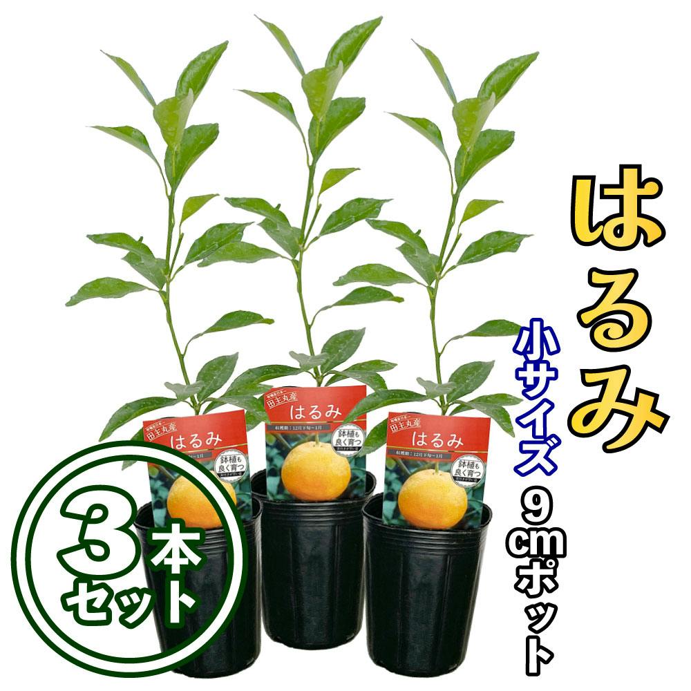 【3本セット】みかん 苗木 はるみ [小] 9cmポット 3号 鉢植え ポット植え 接ぎ木苗 果樹