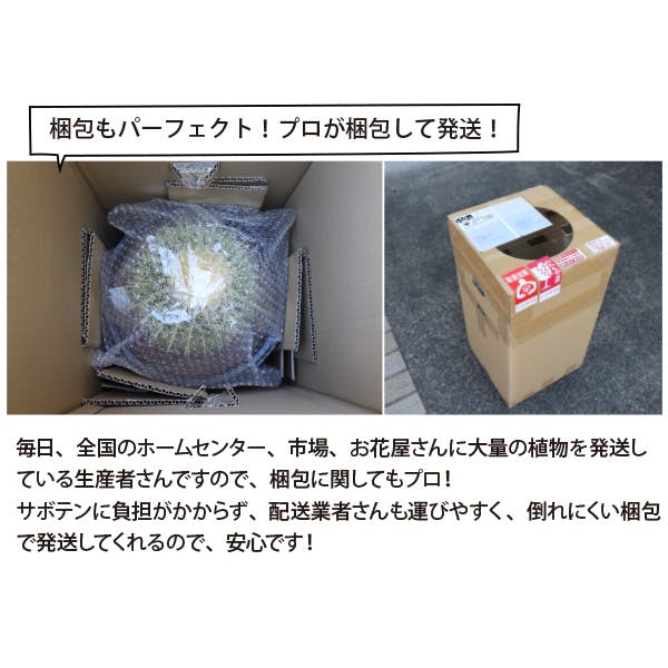 キンシャチ 金シャチ 金鯱 サボテン 4号 3個セット 苗 ロックガーデン