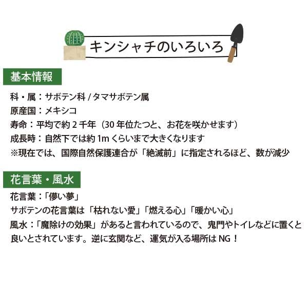 キンシャチ 金シャチ 金鯱 サボテン 4号 6個セット 苗 ロックガーデン