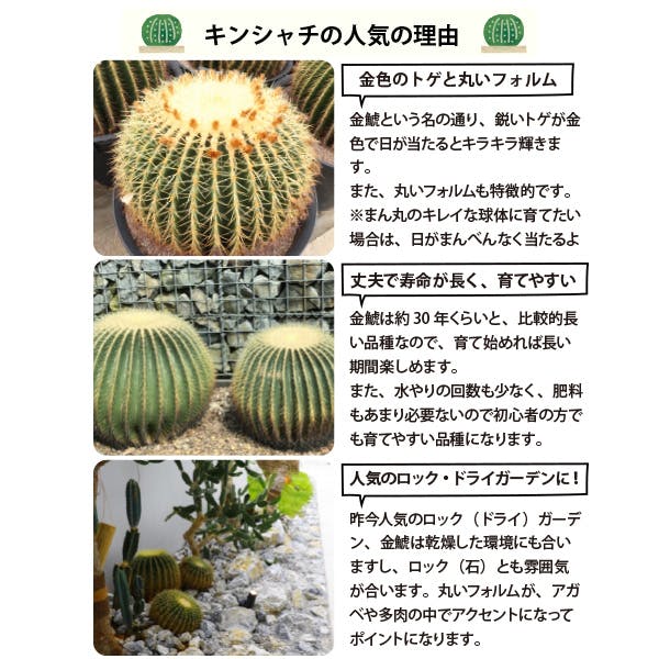 キンシャチ 金シャチ 金鯱 サボテン 4号 7個セット 苗 ロックガーデン