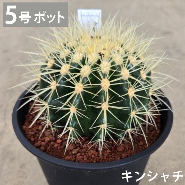 キンシャチ　金シャチ　金鯱　サボテン 5号　2個セット　苗  ロックガーデン　ドライガーデン ［ソラニワ］