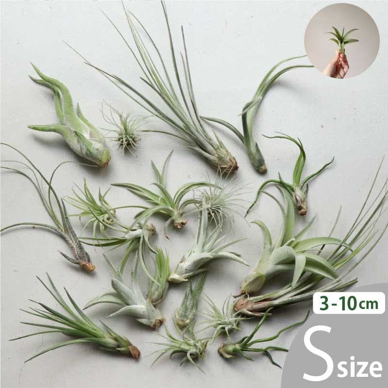 エアプランツ チランジア Sサイズ(3-10cm) 30個セット 品種アソート 全国どこでも送料無料 ノベルティ ギフト 着生植物 ［ソラニワ］
