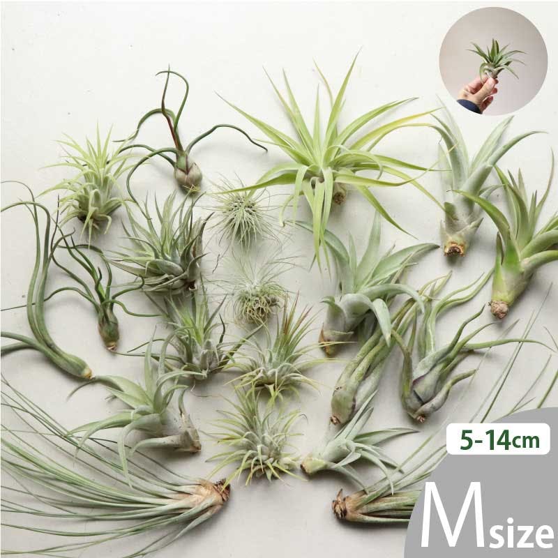 エアプランツ チランジア Mサイズ(5-14cm)90個セット 品種アソート 全国どこでも送料無料 ノベルティ ギフト 着生植物 ［ソラニワ］