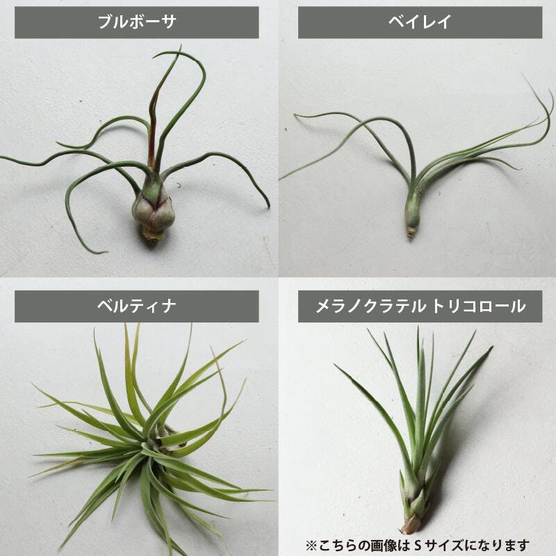 エアプランツ チランジア Mサイズ(5-14cm) 60個セット 品種アソート