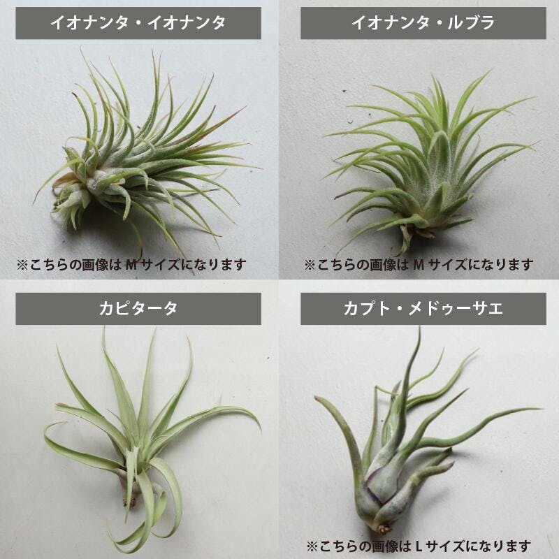 エアプランツ チランジア LLサイズ(5-14cm) 15個セット品種アソート