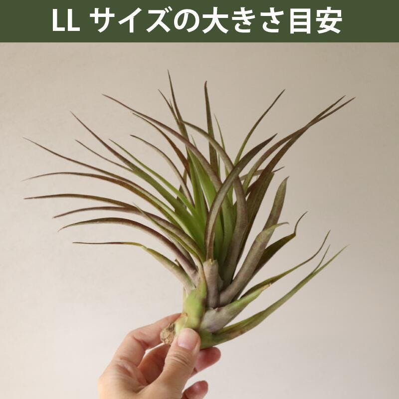 エアプランツ チランジア LLサイズ(5-14cm) 15個セット品種アソート