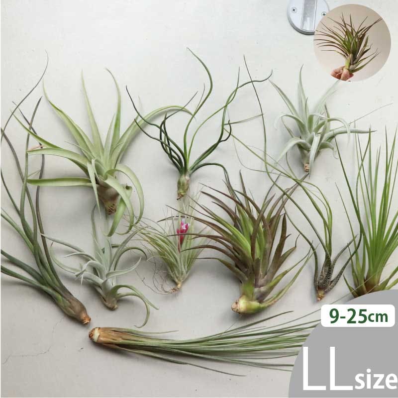 エアプランツ チランジア LLサイズ(5-14cm)30個セット品種アソート 全国どこでも送料無料 ノベルティ ギフト 着生植物 ［ソラニワ］