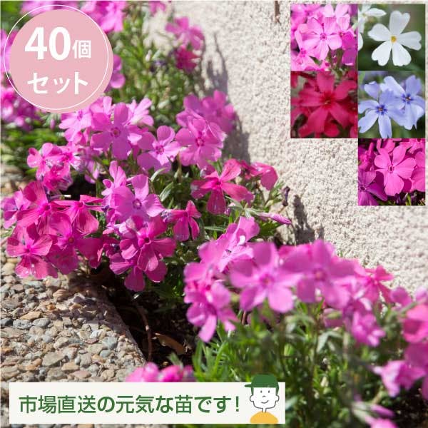 芝桜（シバザクラ） カラーmix 40個 セット(3号 9cmポット)花苗 ソラニワ