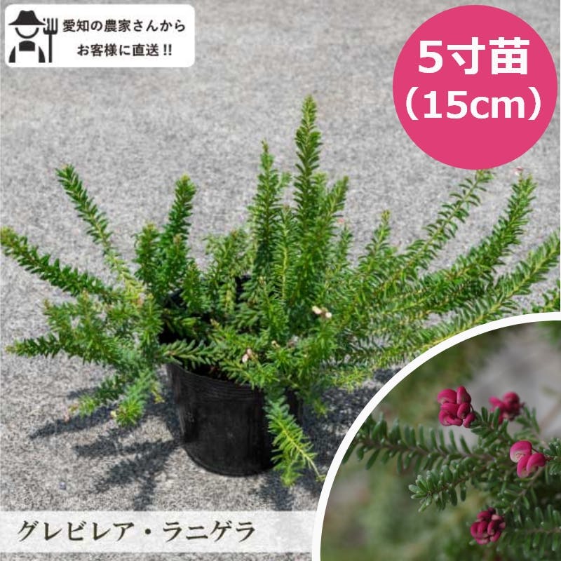 グレビレア・ラニゲラ 10個 セット(5号 15cmポット)花苗 ソラニワ