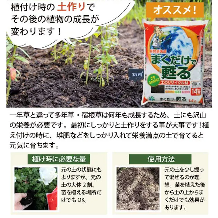 ラベンダー・グロッソ 40個 セット(3号9cmポット)花苗 ソラニワ ハーブ