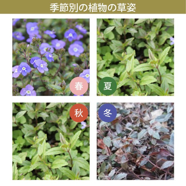 ベロニカ・オックスフォードブルー 40個 セット(3号 9cmポット)花苗