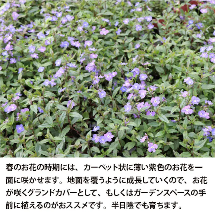 ベロニカ・オックスフォードブルー 40個 セット(3号 9cmポット)花苗 ソラニワ グランドカバー