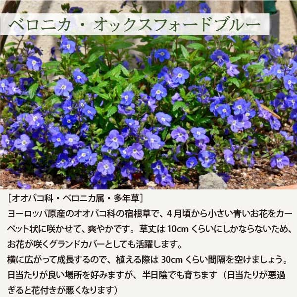 ベロニカ・オックスフォードブルー 40個 セット(3号 9cmポット)花苗
