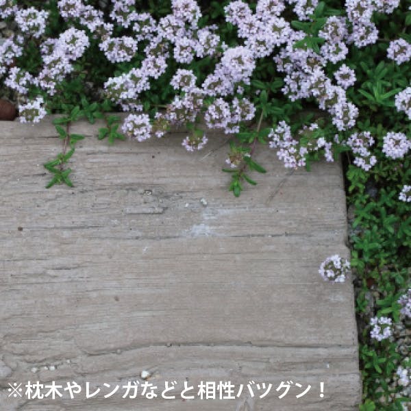 タイム・ロンギカウリス 20個 セット(3号 9cmポット)花苗 ソラニワ