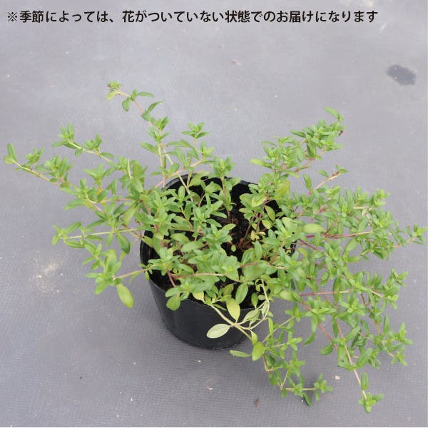 タイム・ロンギカウリス 20個 セット(3号 9cmポット)花苗 ソラニワ