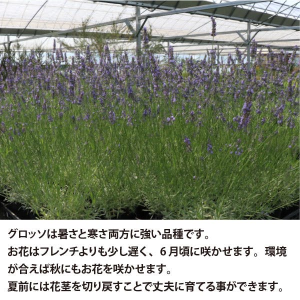 ラベンダー・グロッソ 20個 セット(3号 9cmポット)花苗 ソラニワ