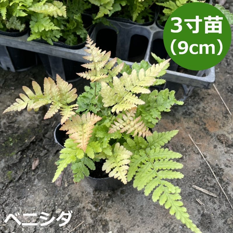 ベニシダ 10個 セット(3号 9cmポット)花苗 ソラニワ シェードガーデン