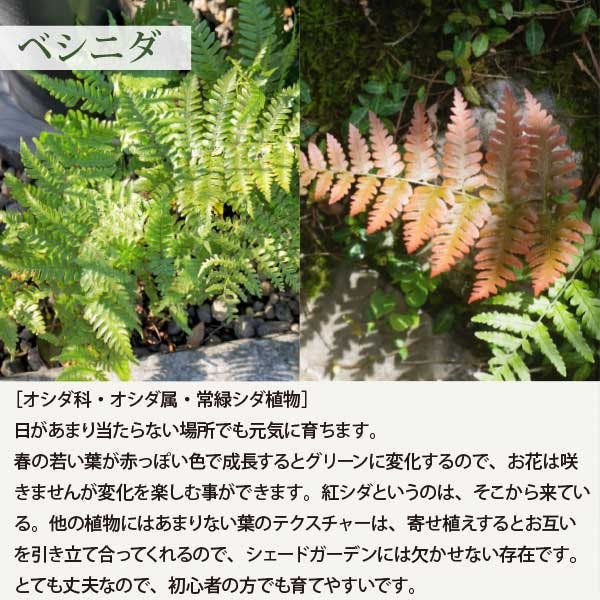 ベニシダ 10個 セット(3号 9cmポット)花苗 ソラニワ シェードガーデン