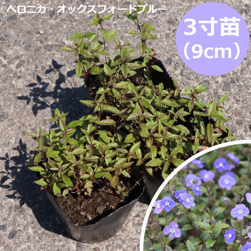 ベロニカ・オックスフォードブルー 30個 セット(3号 9cmポット)花苗
