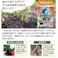 ベニシダ 40個 セット(3号 9cmポット)花苗 ソラニワ シェードガーデン