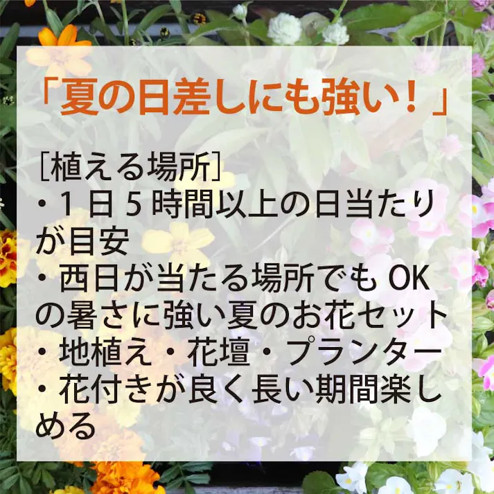 夏の花苗 寄せ植えセット 日向セット (3号 9cmポット) 24ポット 品種アソート(マリーゴールド・千日紅・トレニア・サルビア・ジニア・リネアリス)