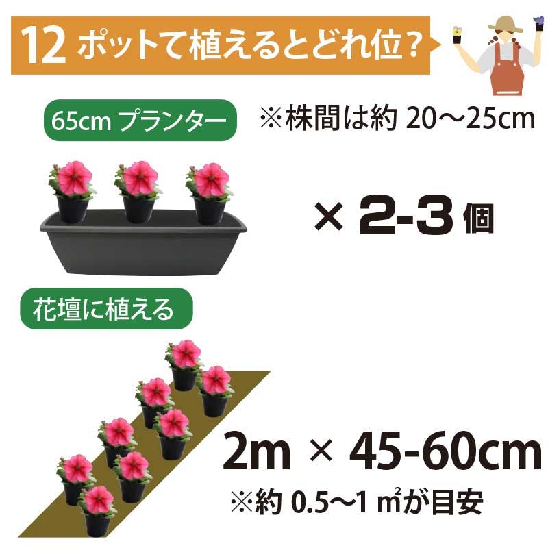 専用　　花苗 3ポット アストランティア マヨール 3号ポット苗 : 苗木部 花ひろばオンライン