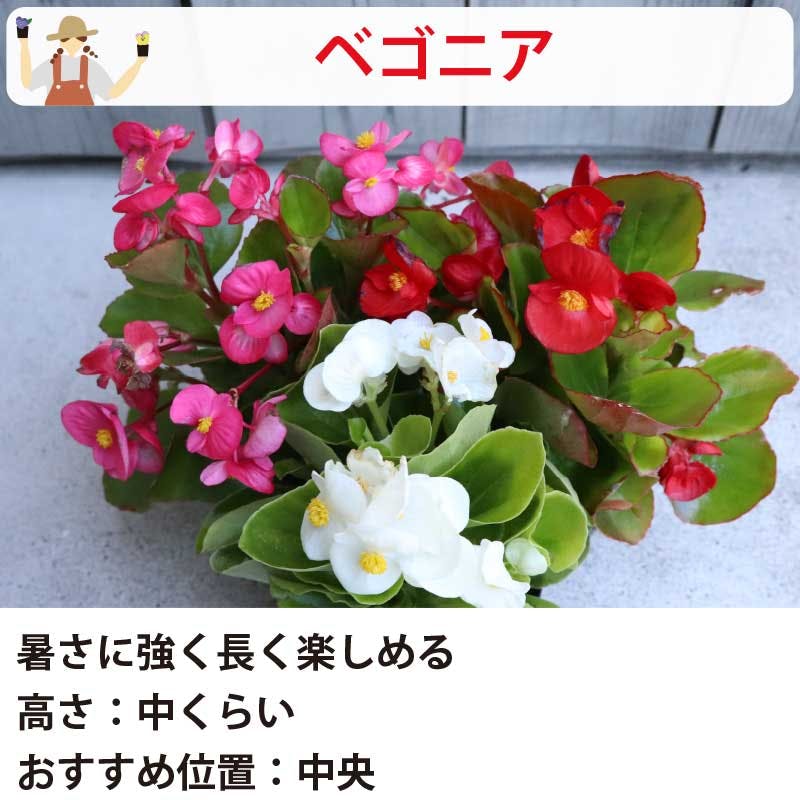 夏の花苗 寄せ植えセット 日当たりが悪い場所に！ (3号 9cmポット) 12