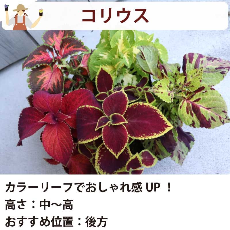 夏の花苗 寄せ植えセット 日当たりが悪い場所に！ (3号 9cmポット) 12