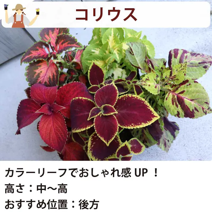 夏の花苗 寄せ植えセット 日当たりが悪い場所に! (3号 9cmポット) 12ポット 品種アソート(インパチェンス、ベゴニア、コリウス)