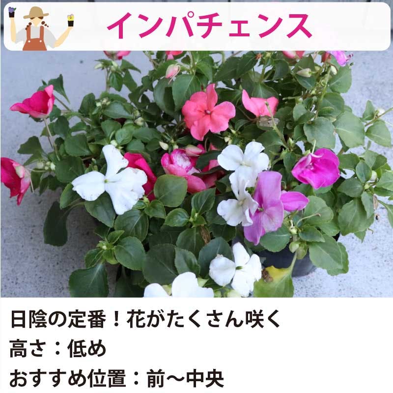【中古】 花のにおう町 買う – 道の駅 花街道つけち