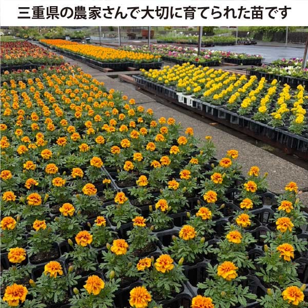 夏の花苗 寄せ植えセット 日当たりが悪い場所に！ (3号 9cmポット) 12