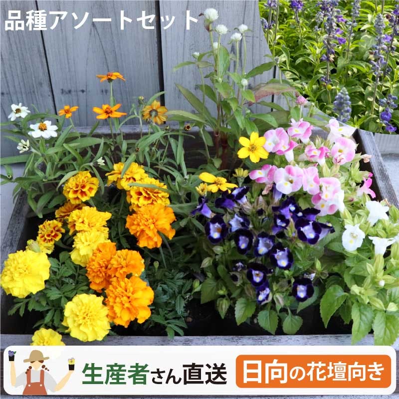 夏の花苗 寄せ植えセット 日向セット (3号 9cmポット) 12ポット 品種