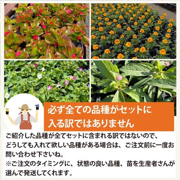夏の花苗 寄せ植えセット 日向セット (3号 9cmポット) 12ポット 品種