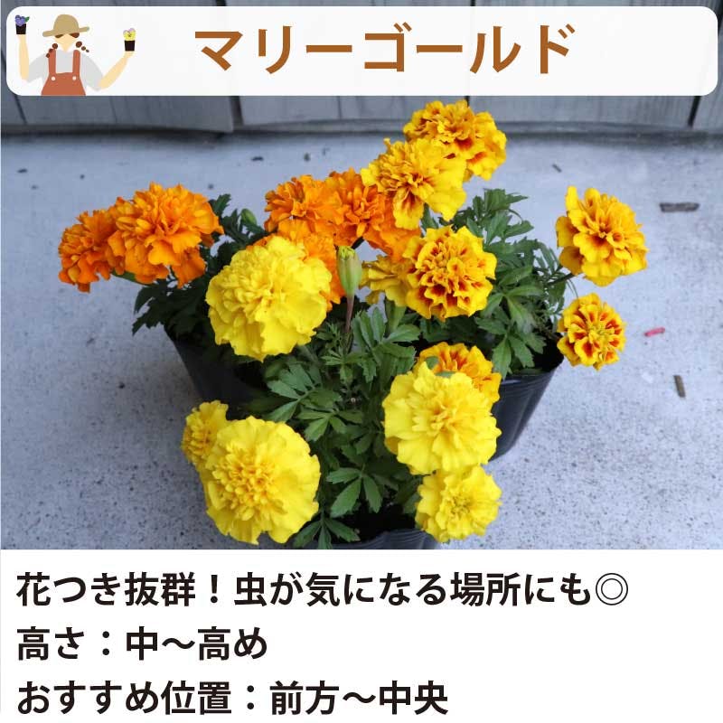 夏の花苗 寄せ植えセット 日向セット (3号 9cmポット) 12ポット 品種