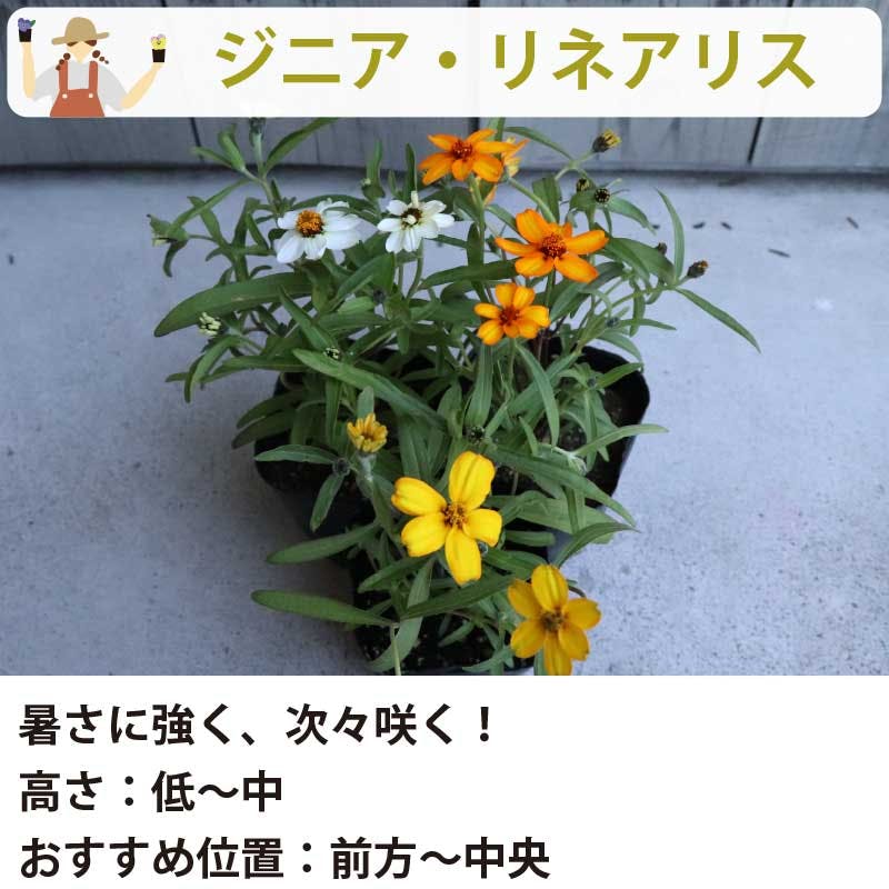 夏の花苗 寄せ植えセット 日向セット (3号 9cmポット) 12ポット 品種