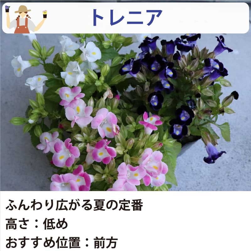 夏の花苗 寄せ植えセット 日向セット (3号 9cmポット) 12ポット 品種