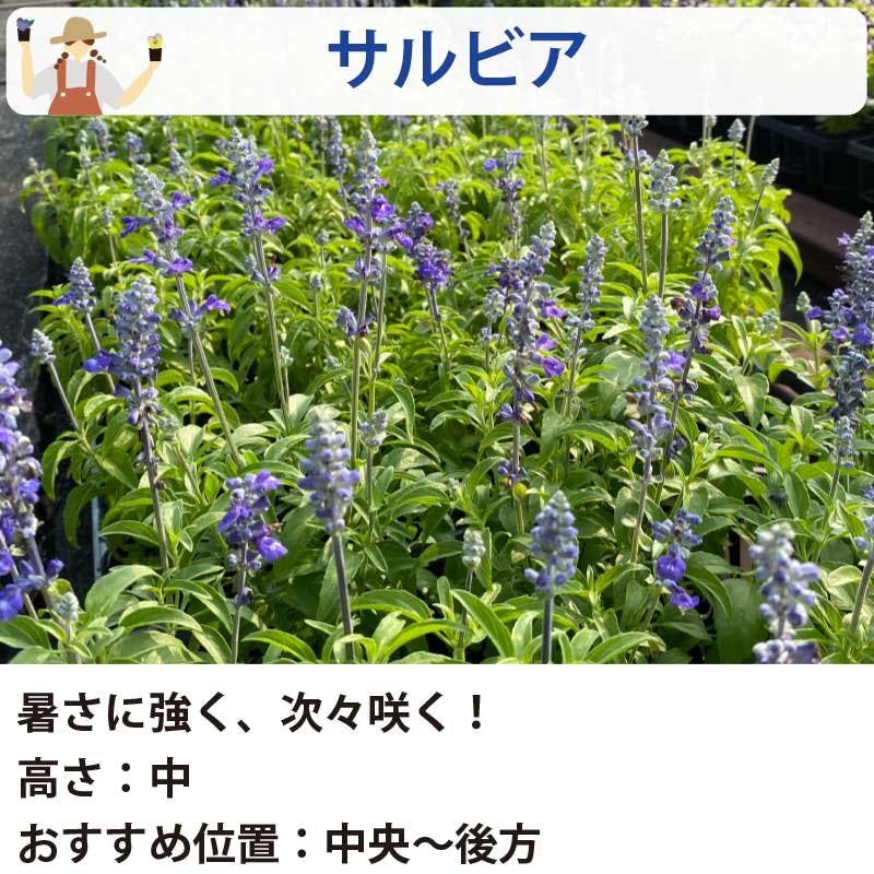夏の花苗 寄せ植えセット 日向セット (3号 9cmポット) 12ポット 品種