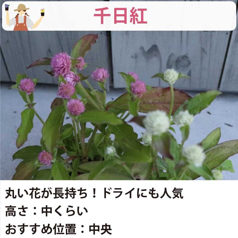 夏の花苗 寄せ植えセット 日向セット (3号 9cmポット) 12ポット 品種