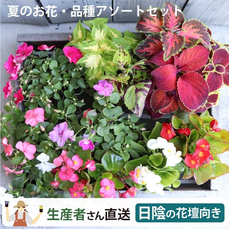 花苗 夏の花苗 寄せ植えセット 日当たりが悪い場所に！ (3号 9cmポット) 24