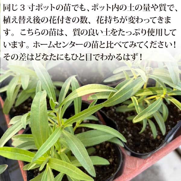 同梱分　墨こつめ札付きポットごと(発送時花芽切ります) 夏の花苗 寄せ植えセット 日当たりが悪い場所に！ (3号 9cmポット) 24