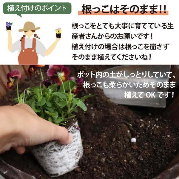 夏の花苗 寄せ植えセット 日向セット (3号 9cmポット) 48ポット 品種