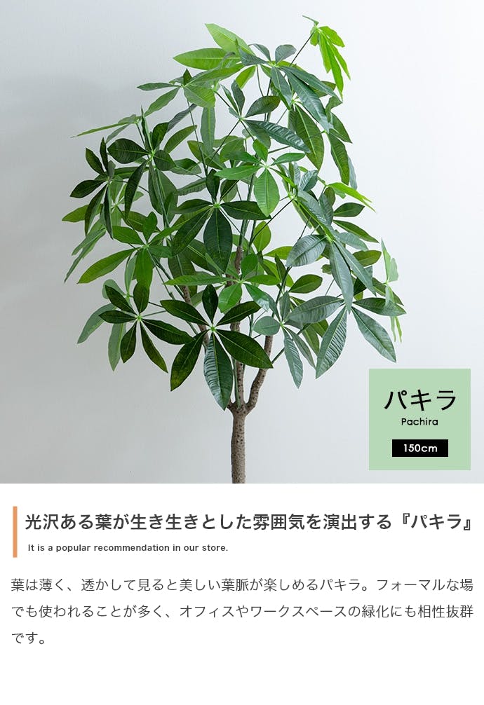 高さ150cm】Nature 光触媒人工観葉植物 パキラ／色：グリーン 【送料