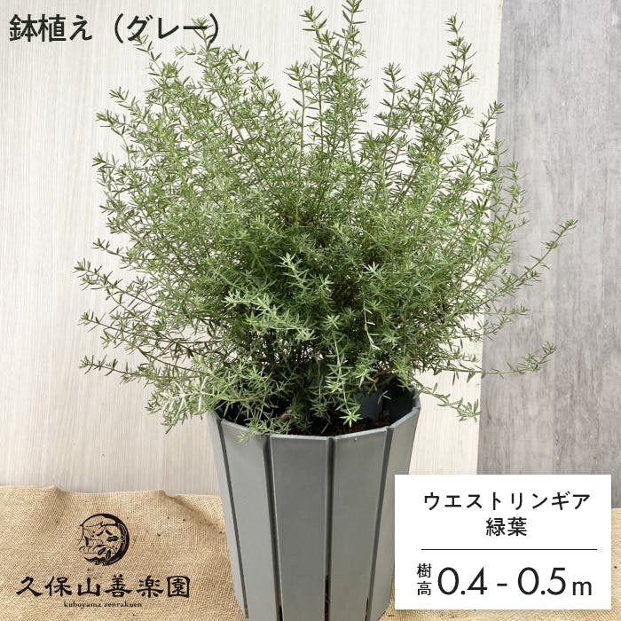 落葉樹の苗木 グレー鉢付き 鉢植え（グレー）ウエストリンギア 10号 樹高0.4-0.5m オージー