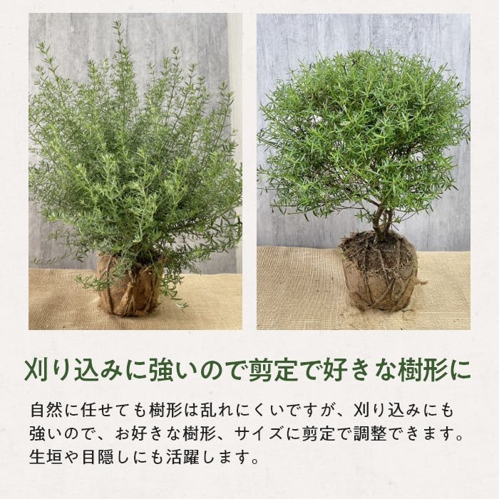 鉢植え（ホワイト）ウエストリンギア 10号 樹高0.4-0.5m オージー