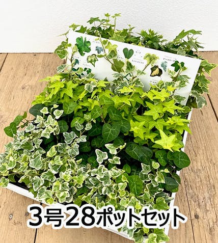 アイビー (ヘデラ) 3号 5～7種ミックス 28個セット 観葉植物 人気 丈夫