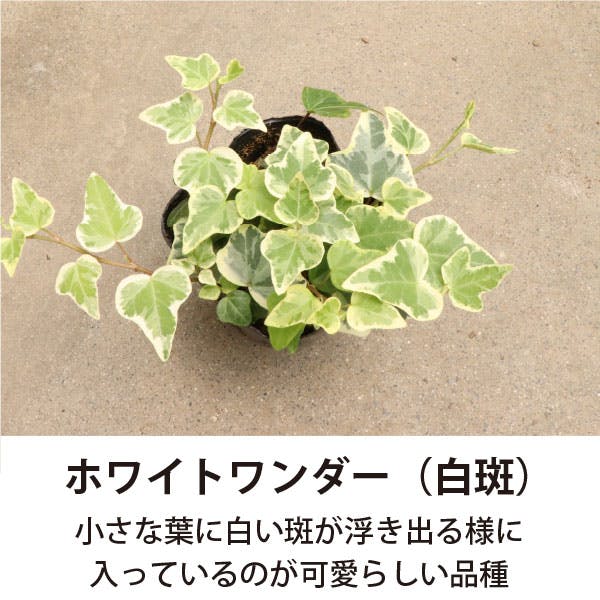 アイビー (ヘデラ) 3号 5～7種ミックス 28個セット 観葉植物 人気 丈夫