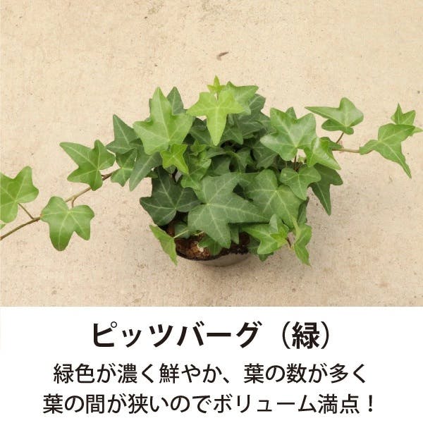 アイビー (ヘデラ) 3号 5～7種ミックス 28個セット 観葉植物 人気 丈夫