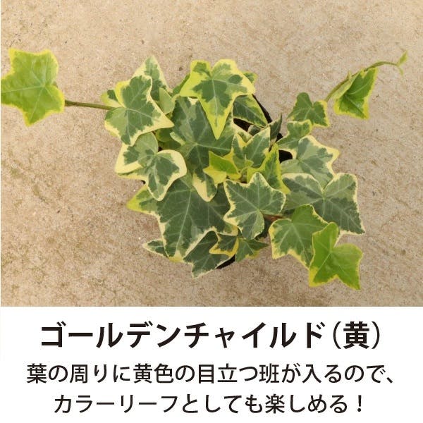 アイビー (ヘデラ) 3号 5～7種ミックス 28個セット 観葉植物 人気 丈夫