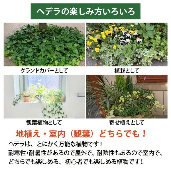 アイビー (ヘデラ) 3号 5～7種ミックス 28個セット 観葉植物 人気 丈夫