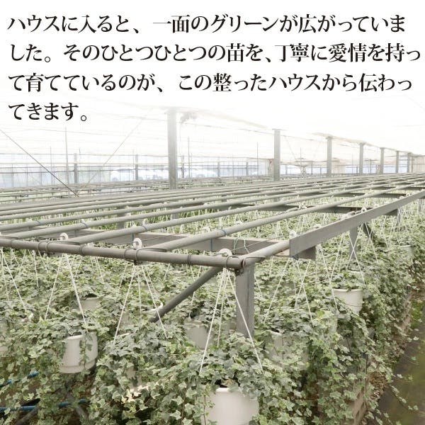 アイビー (ヘデラ) 3号 5～7種ミックス 28個セット 観葉植物 人気 丈夫